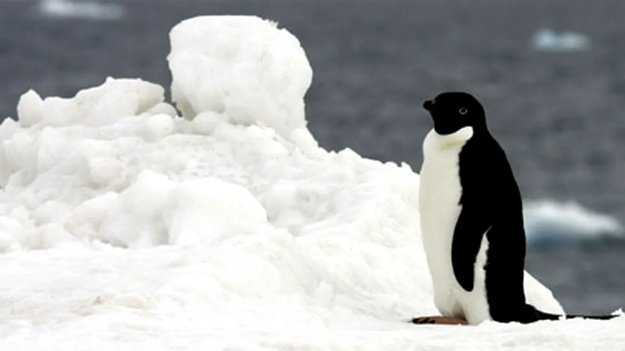 150.000 de pinguini AU MURIT după ce un iceberg gigant i-a lăsat IZOLAŢI