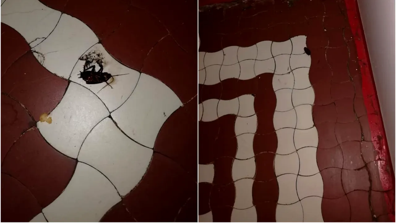 Imagini cu gândaci în secţia de pediatrie a spitalului Deva/ DSP: Dezinsecţiile au fost făcute la timp