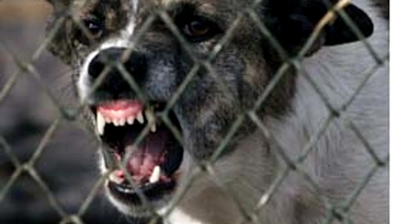 Căprioarele şi cangurii unei grădini zoologice, ucişi de câinii vagabonzi
