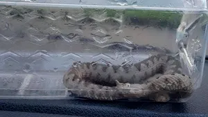 Surpriză veninoasă, într-un birou din Orşova. Vipera s-a ascuns într-un loc neaşteptat