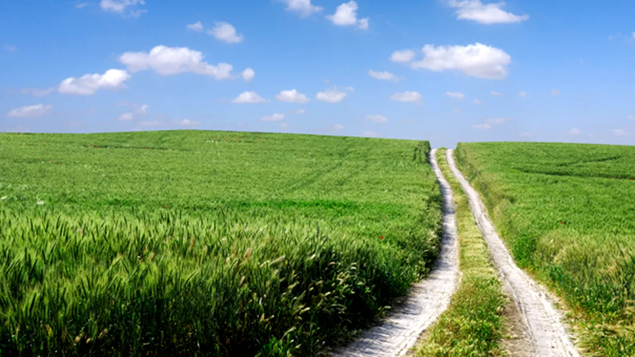 Producţia agricolă a crescut în 2017 la toate culturile, dar a scăzut la fructe