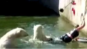 Femeie atacată de un urs polar la o grădină zoologică din Berlin - VIDEO