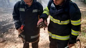 Fiecare viaţă contează. Pompierii din Mehedinţi au salvat două ţestoase din incendiile de vegetaţie uscată