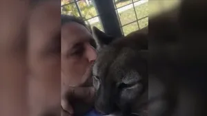 Cum se trage într-un animal? Doar cu obiectivul camerei de filmat - VIDEO