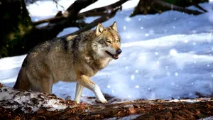 Un lup este bănuit că a mâncat un cangur în Belgia