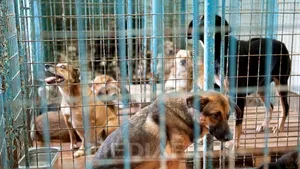 SITUAŢIA câinilor fără stăpân în Bucureşti: Peste 51.000 de câini au fost strânşi de pe străzi, din care 30.000 au fost eutanasiaţi