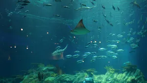 Care este cel mai urât animal din lume - FOTO