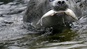 A murit cea mai bătrână focă din lume aflată în captivitate