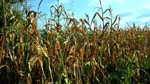 Reuters: Șocurile climatice afectează culturile de porumb din Europa. România și Ungaria, cele mai afectate