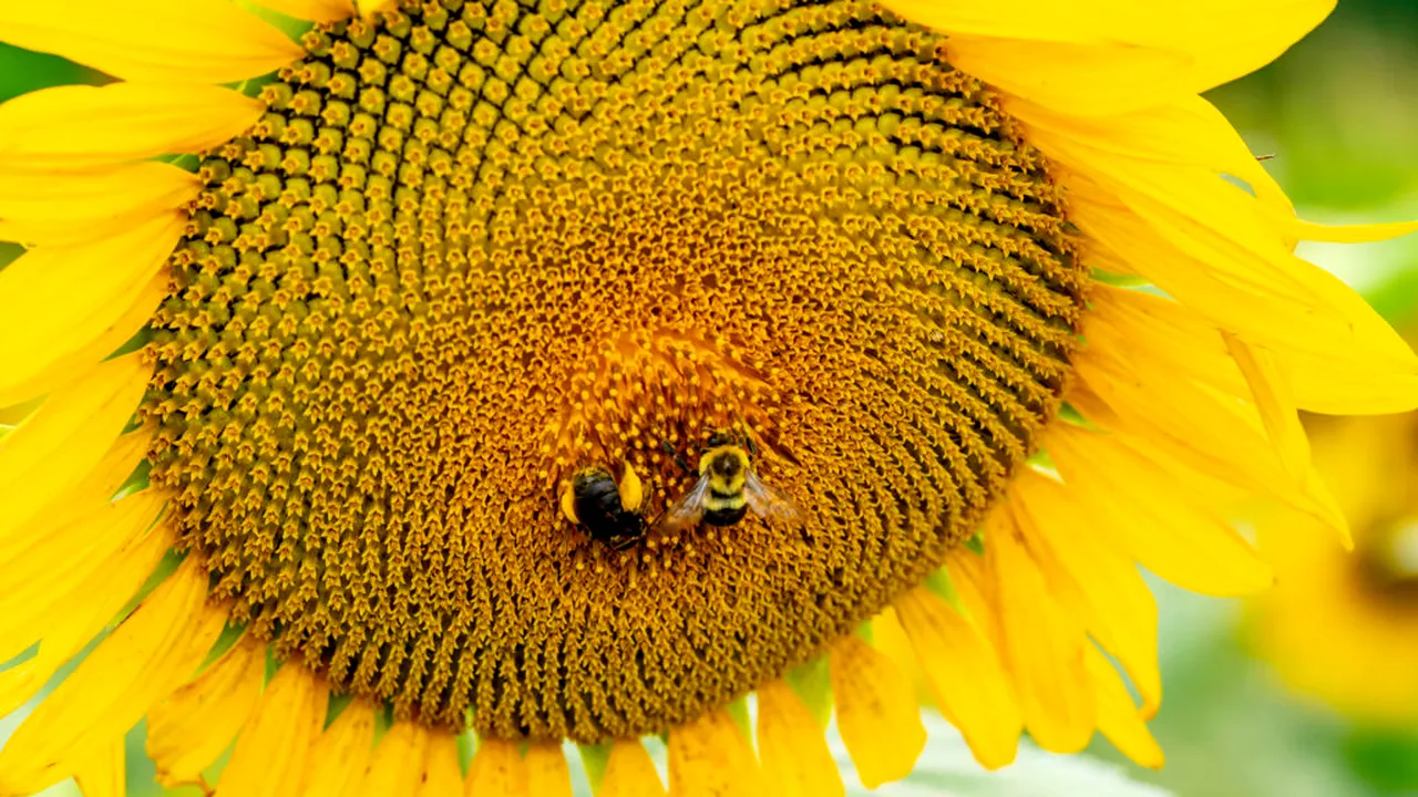 Populațiile de albine și sirfide sunt în declin alarmant / UE cere inversarea tendinței până în 2030