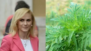 Gabriela Firea declară război ambroziei. Edilul solicită Guvernului să tripleze amenzile pentru cei care nu elimină planta care provoacă alergii
