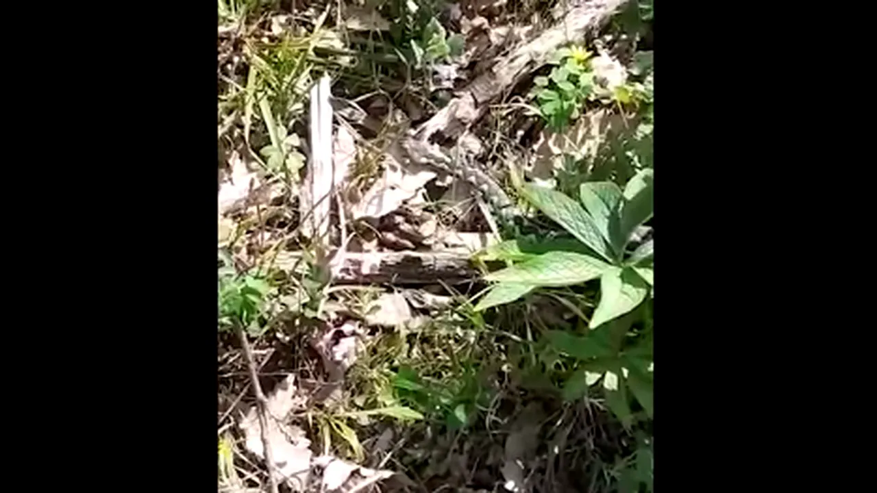 VIDEO O viperă cu corn a fost filmată într-o pădure din Parcul Naţional Domogled - Valea Cernei