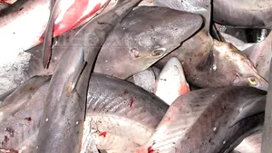 Poliţia în acţiune în Delta Dunării: Peste 650 de kilograme de peşte şi 12 ambarcaţiuni, confiscate de la braconieri