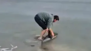 Un delfin eșuat pe o plajă din Eforie, salvat de un tânăr. „Omul bun, la locul potrivit!”