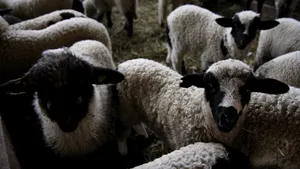 229 de centre de sacrificare a mieilor au fost aprobate sanitar veterinar