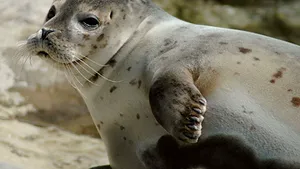O specie de focă din Caraibe, declarată oficial dispărută