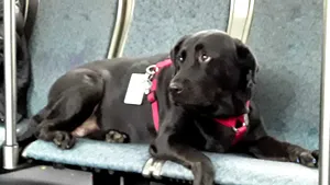 Eclipse, o căţeluşă independentă. Modul inedit în care ajunge singură la locul de joacă | VIDEO