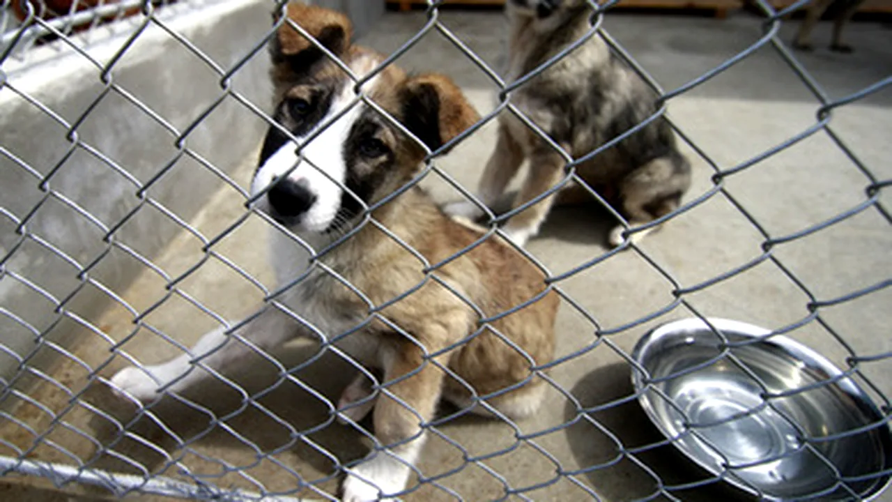 Romanian Animal Rights Activists Say Euthanizing Bucharest’s Stray Dogs Is Expensive, Inhumane