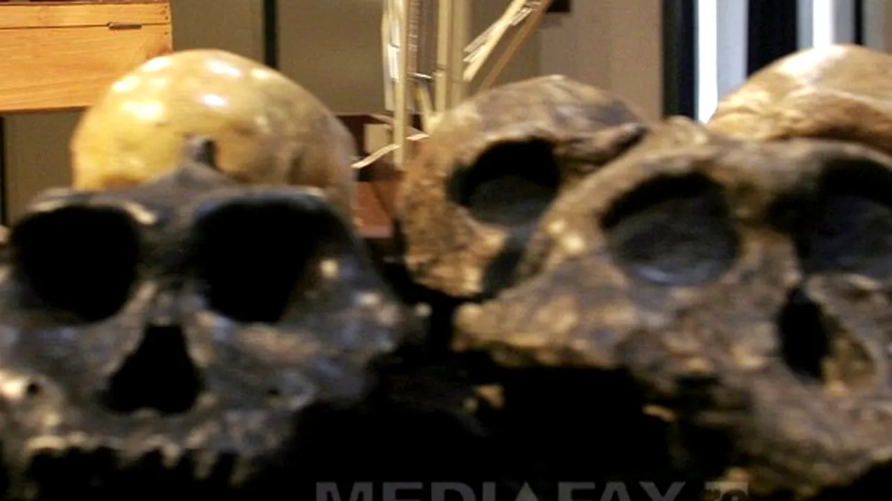 Homo erectus nu era singur. Alte două specii de hominizi au trăit în aceeaşi perioadă