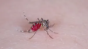 Riscul de a importa ţânţari exotici cu ajutorul avioanelor, studiat la Cluj. Cum arată capcanele puse în Aeroport