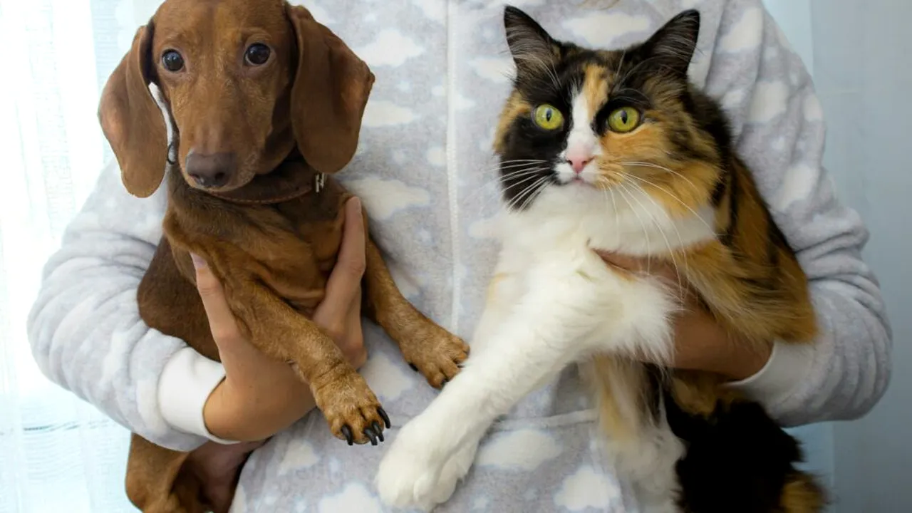 Cetățenii greci din Orientul Mijlociu care au câini și pisici, repatriați cu un zbor special