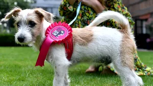 O naţiune „traumatizată”: Boris Johnson dezvăluie cum îşi scoate căţelul la plimbare, la reşedinţa sa din Downing Street 