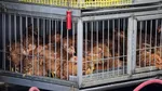 O fetiță de 3 ani a murit din cauza gripei aviare H5N1 în Mexic