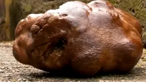 VIDEO Un cartof uriaş, gata să intre în Cartea Recordurilor. „Este una dintre micile surprize plăcute ale naturii”