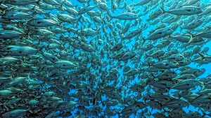 Avertismentul experţilor: ''Zonele moarte'' ucid sau forţează vietăţile marine să migreze. O nouă extincţie în masă, ca acum milioane de ani