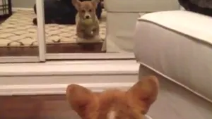 3 virale din viaţă care te pot binedispune luni dimineaţă - VIDEO