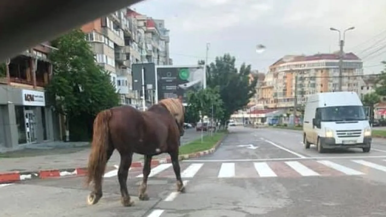 Un cal s-a plimbat prin centrul oraşului Botoşani zeci de minute