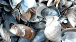 Peste șapte tone de scoici contaminate, confiscate de autoritățile din Spania și Portugalia