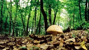 Trei culegători de ciuperci s-au rătăcit în pădure, deşi cunoşteau foarte bine zona. Au fost găsiţi de salvamontişti