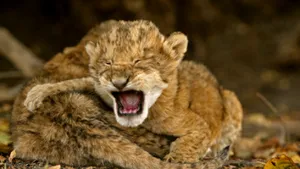 Trei pui de lei berberi, născuţi la o grădină zoologică din Viena