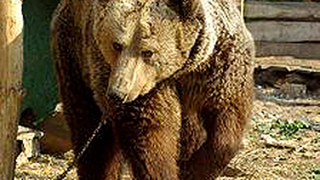 Tranquilized Bear Stuck On Rooftop Central Romania