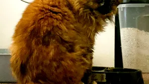 O pisică de 32 de ani are şansa de a deveni cea mai bătrână felină din lume