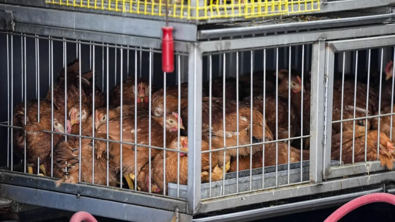 O fetiță de 3 ani a murit din cauza gripei aviare H5N1 în Mexic