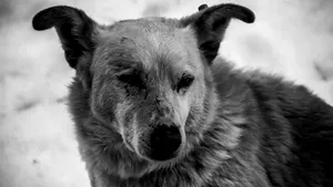 Val de violenţe împotriva animalelor. Un bărbat a spânzurat un câine ca să se răzbune pe concubină / Poliţia a deschis o anchetă