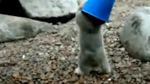Cum se joacă un pui de urs polar cu o găleată - VIDEO
