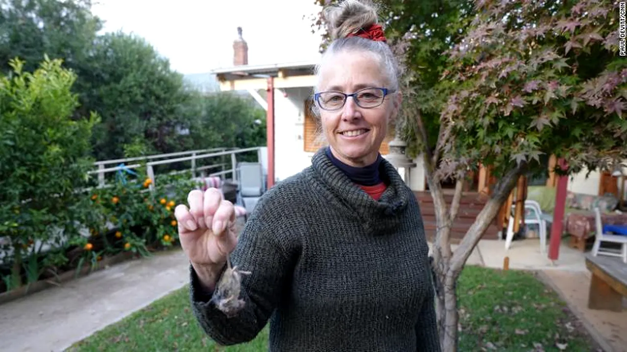 VIDEO Australienii sunt invadaţi de milioane de şoareci. Ce soluţie au găsit autorităţile
