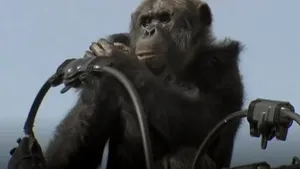 Imagini spectaculoase: Cum a încercat un cimpanzeu să scape de întoarcerea la grădina zoologică după ce evadase de acolo - VIDEO