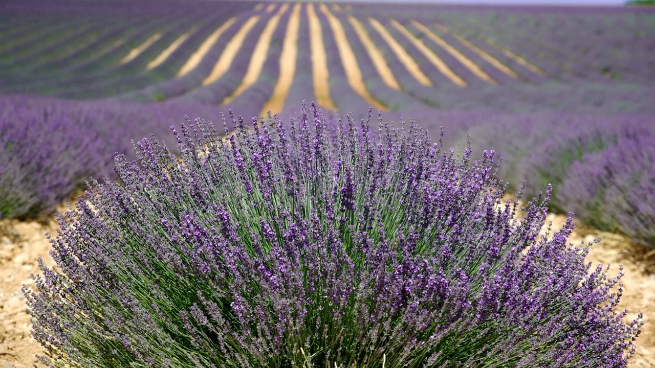 Cinci lucruri de văzut în însorita Provence: Câmpuri de lavandă, plantaţii de măslini şi plaje spectaculoase | FOTO