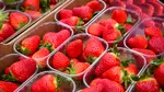 Cum să ții melci departe de căpșuni folosind un singur obiect natural