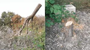 Autorităţile franceze vor dreptate după ce un copac, care onora un evreu ucis, a fost tăiat