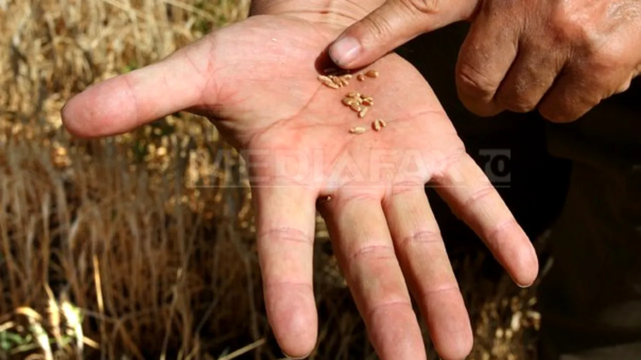 Zece milioane de hectare de terenuri agricole din Rusia, distruse din cauza secetei