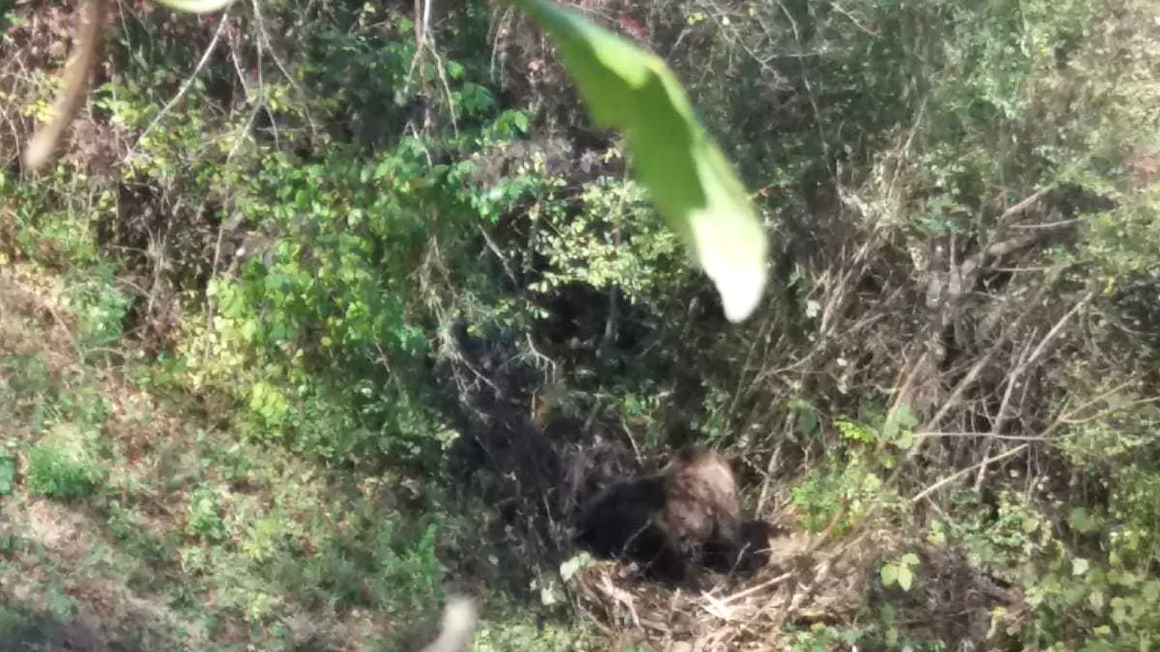 Urs prins în gardul unei grădini în Vrancea. Ce au decis jandarmii
