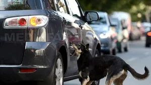 Care sunt sectoarele cu cei mai agresivi câini din Capitală şi în ce zone au loc cele mai multe incidente