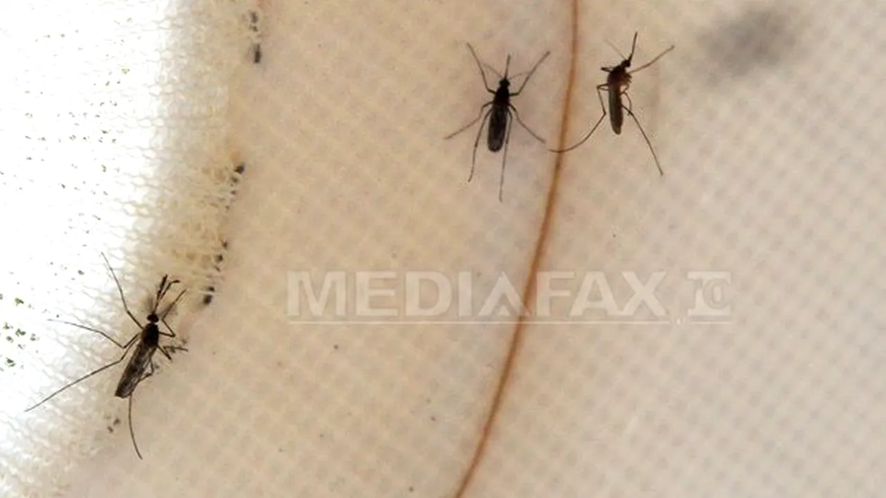 Autorităţile pulverizează pesticide la New York pentru a combate virusul West Nile