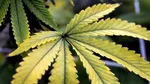 Peste 13 de kilograme de canabis, găsite în urma unei percheziţii la un tânăr din Bucureşti