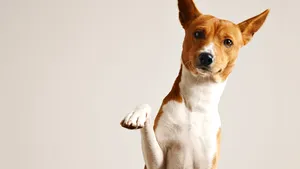 Un veterinar avertizează: schimbarea pe care o fac animalele de companie înainte să moară